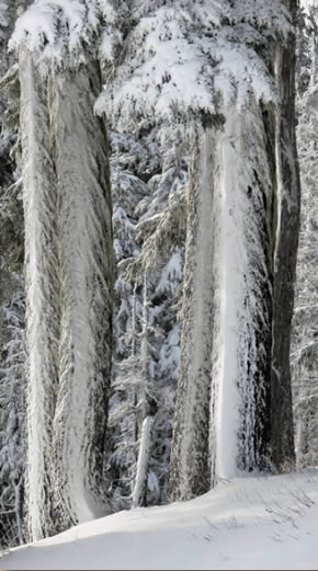 Trees in winter covered in snow